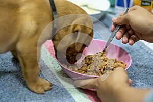 Puppy food for dogs, canned pet food in a cup, feeding the dog