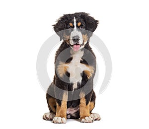 Puppy four months old Bernese mountain dog sitting panting, isolated on white