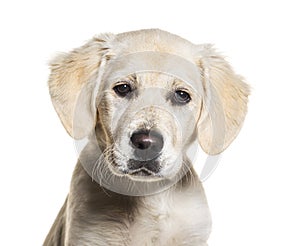 Puppy, four months old, Golden retriever, isolated on white