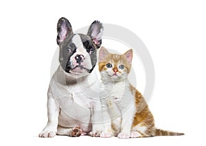 Puppy french bulldog and kitten crossbred cat, cat and dog, sitting photo