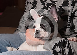 Puppy french bulldog in the lap of a person