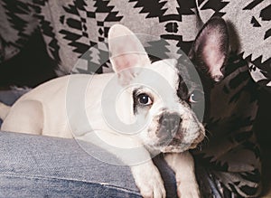 Puppy french bulldog in the lap of a person