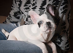 Puppy french bulldog in the lap of a person