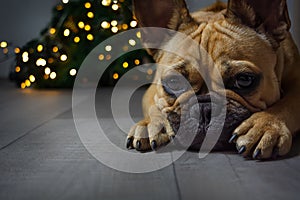 Puppy of french bulldog waiting christmas on the lights backgroung