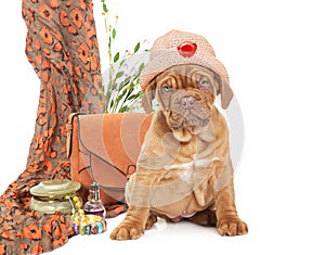 Puppy of French Mastiff breed