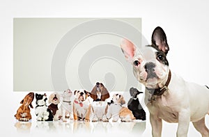 Puppy in front of many dogs looking up at billboard