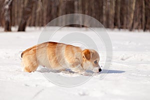 Puppy of funny red welsh corgi pembroke walk outdoor, run, having fun in white snow park, winter forest. Concept purebred dog,