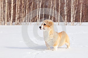 Puppy of funny red welsh corgi pembroke walk outdoor, run, having fun in white snow park, winter forest. Concept purebred dog,