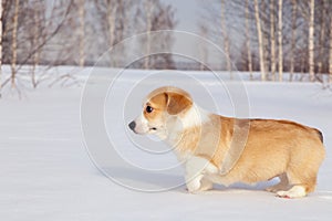 Puppy of funny red welsh corgi pembroke walk outdoor, run, having fun in white snow park, winter forest. Concept purebred dog,