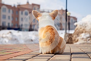 Puppy of funny red welsh corgi pembroke walk outdoor, run, having fun in white snow park, winter forest. Concept purebred dogs,