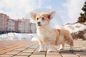 Puppy of funny red welsh corgi pembroke walk outdoor, run, having fun in white snow park, winter forest. Concept purebred dogs,