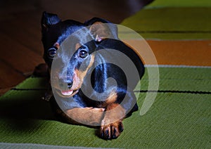 Puppy German miniature Pinscher black and tan color playing on the rug on the floor