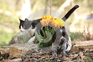 Puppy of German Quail Dog with cat in the garden