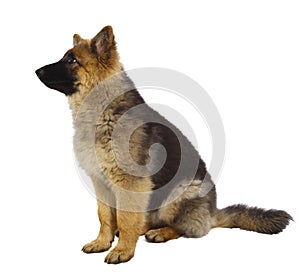 Puppy of german shepard dog