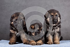 Puppy of German Shepherd dog