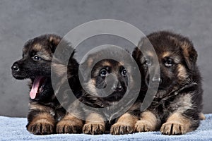 Puppy of German Shepherd dog