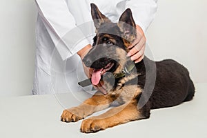 A puppy of a German shepherd is examined by a veterinarian and looks out with his tongue out and ears up