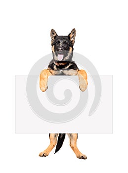 Puppy German Shepherd holding a banner photo