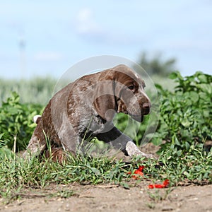 Puppy of German Shorthaired Pointer moving