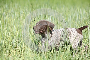 Puppy of German Shorthaired Pointer running