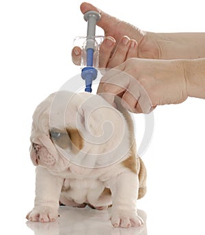 Puppy getting vaccinated