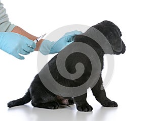 puppy getting vaccinated