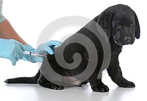 Puppy getting vaccinated