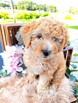 Puppy girl goldendoodle  merle