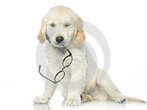 Puppy with glasses