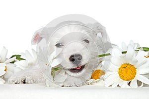 Puppy gnawing flower photo