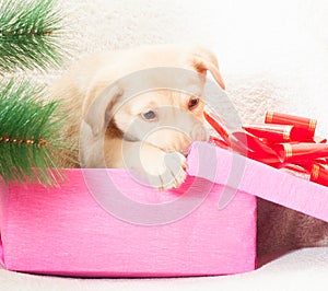 Puppy gnaws gift box photo