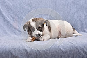 puppy gnaws a treat for brushing teeth