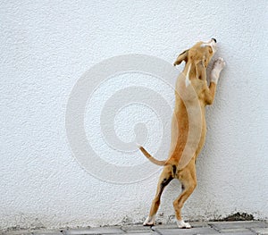 Puppy gog trying to jump over the wall