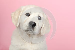 Puppy golden retreiver photo