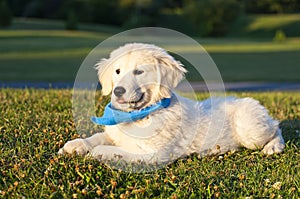 Puppy Golden Retriever