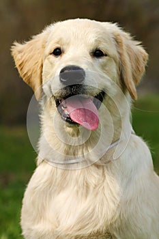 The puppy Golden Retriever