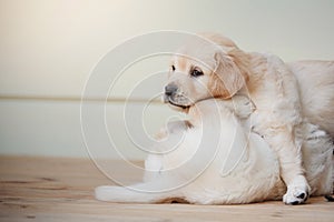 puppy golden retriever. Cute dog at home