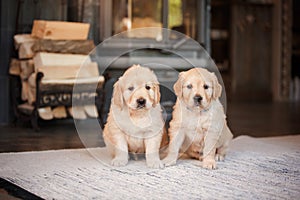 puppy golden retriever. Cute dog at home