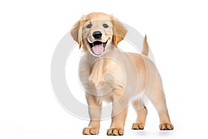 a puppy Golden Retriever dog isolated on white background. Generative ai