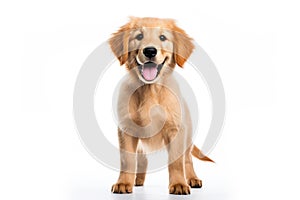 a puppy Golden Retriever dog isolated on white background. Generative ai