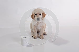 Puppy of Golden Retriver sitting dog frontal , on white background, golden retriever frontal isolated white background,