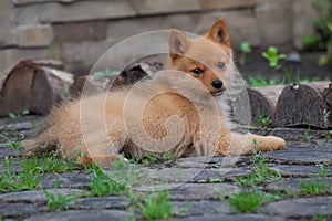 Puppy on the grass and stumps.