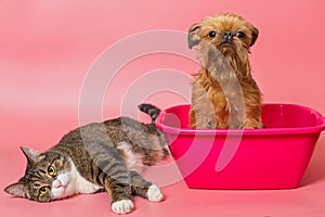 Puppy  and gray cat is washed in pink  pelvis