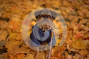 puppy griffon closeup yellow foliage autumn day forest