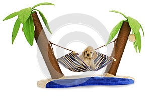 Puppy in a hammock