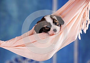 Puppy in a hammock