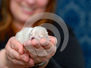 A Puppy in the Hand 2