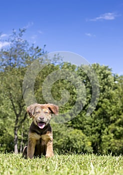 A puppy with a happy expression sitting outdoors