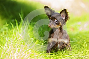 Puppy is hiding in the green grass