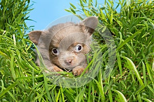 Puppy in high grass